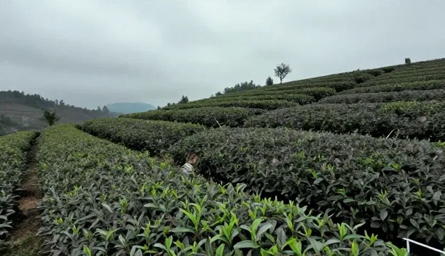 高山茶叶技术推广中农机应用的适用条件分析