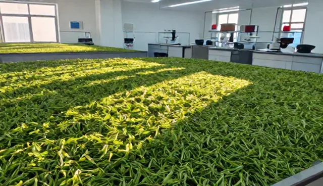 高山茶叶生产效率提升的两个关键环节分析